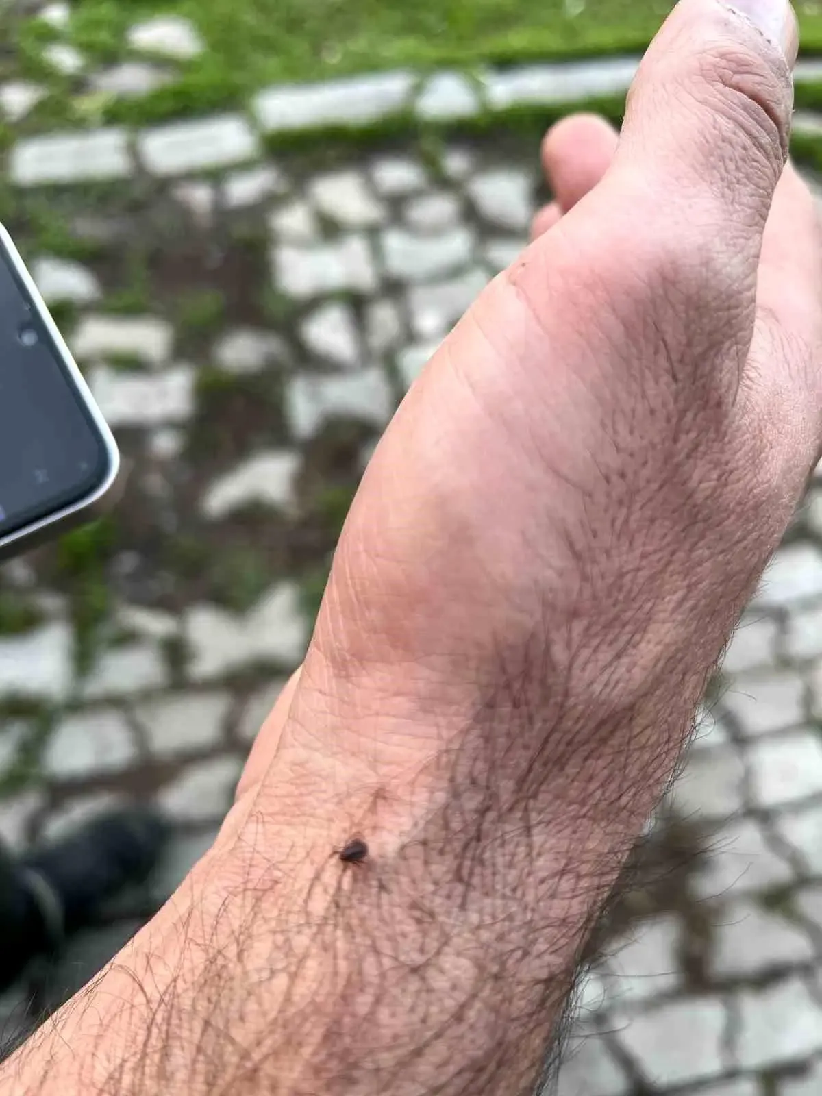 Kars\'ta Kene Tehdidi Artıyor