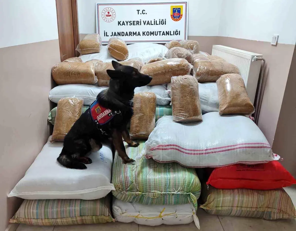 Kayseri\'de 1.5 Ton Kaçak Tütün Ele Geçirildi