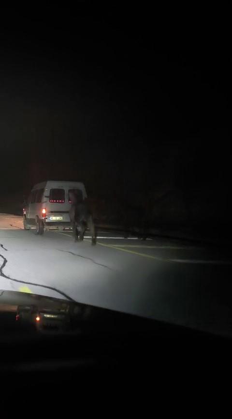 Atları kamyonetin arkasına bağlayıp koşturdu