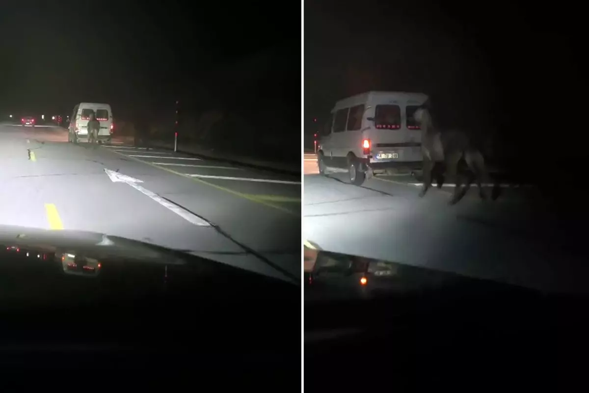 Atları kamyonetin arkasına bağlayıp koşturdu