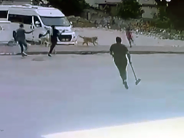 Sokak Köpekleri Çocuğu Kovaladı, Esnaf Kurtardı