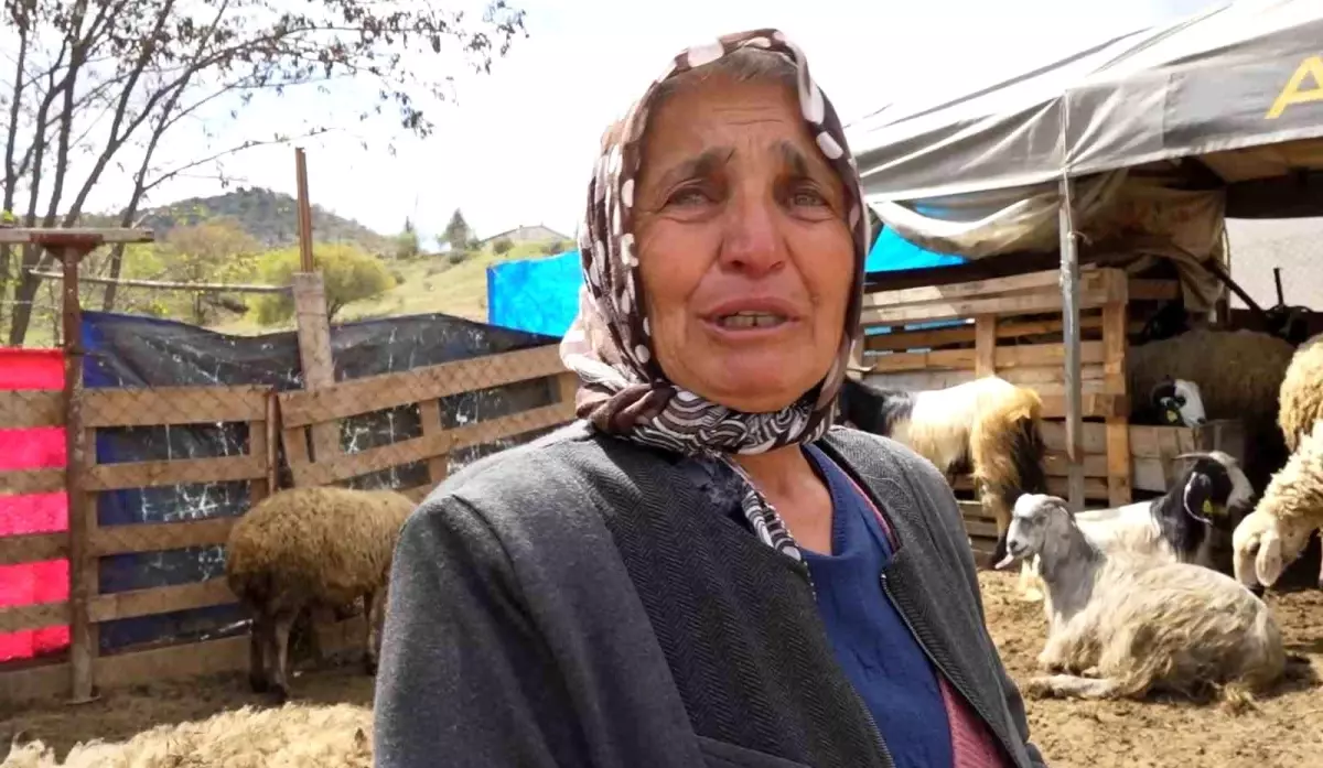Kırıkkale\'de Kurt Saldırısı: 24 Koyun Telef Oldu