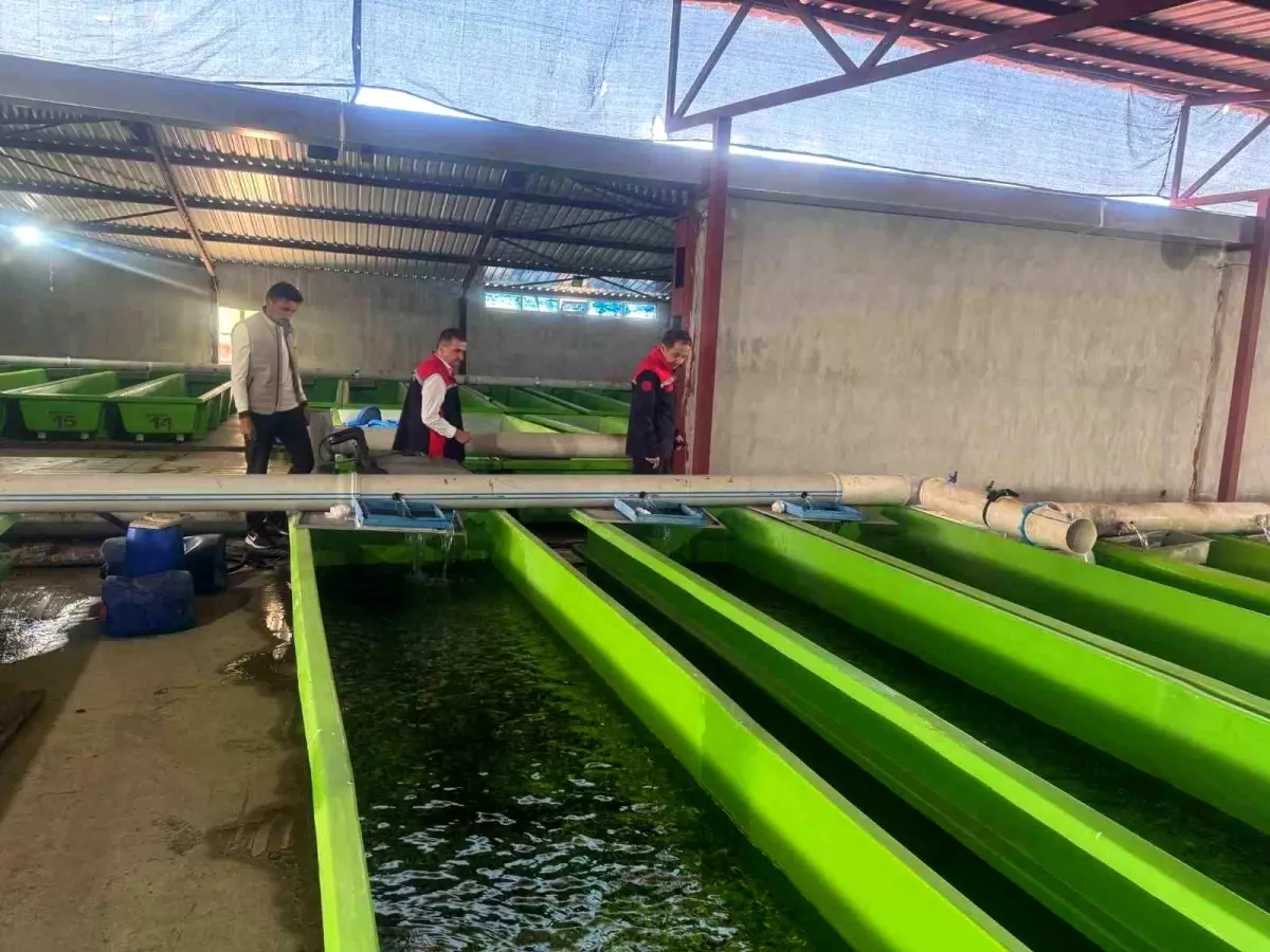 Erzincan\'da Yıllık 15 Milyon Yavru Alabalık Üretimi