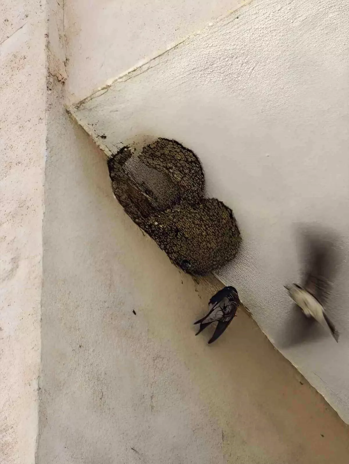 Kırlangıca itfaiye kurtardı