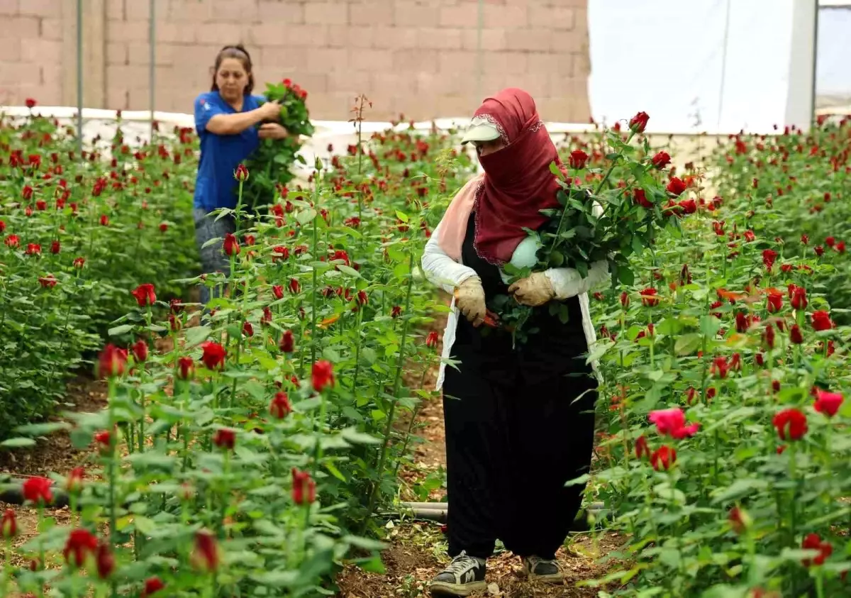 Anneler Günü\'nde Gül Fiyatlarında Fark