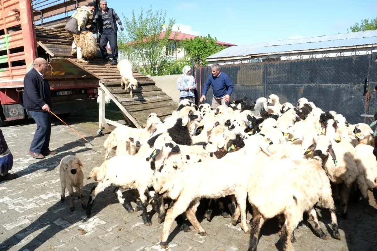 Erzincan\'da Yayla Göçü Başladı