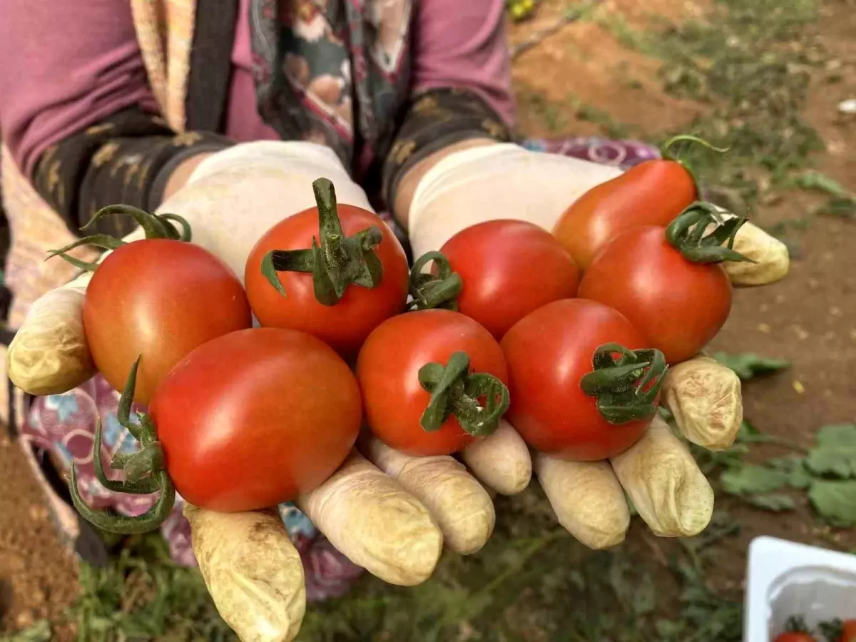 Antalya\'nın İhracatı Nisan\'da Artış Gösterdi