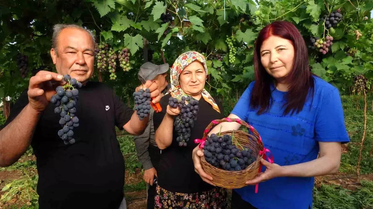 Mersin\'de Kara Üzüm Hasadı Başladı