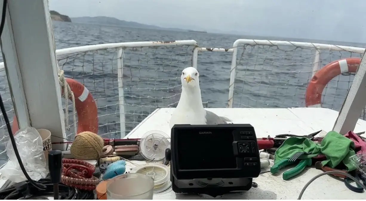 Kaptan ve Martı Arasında İlginç Dostluk