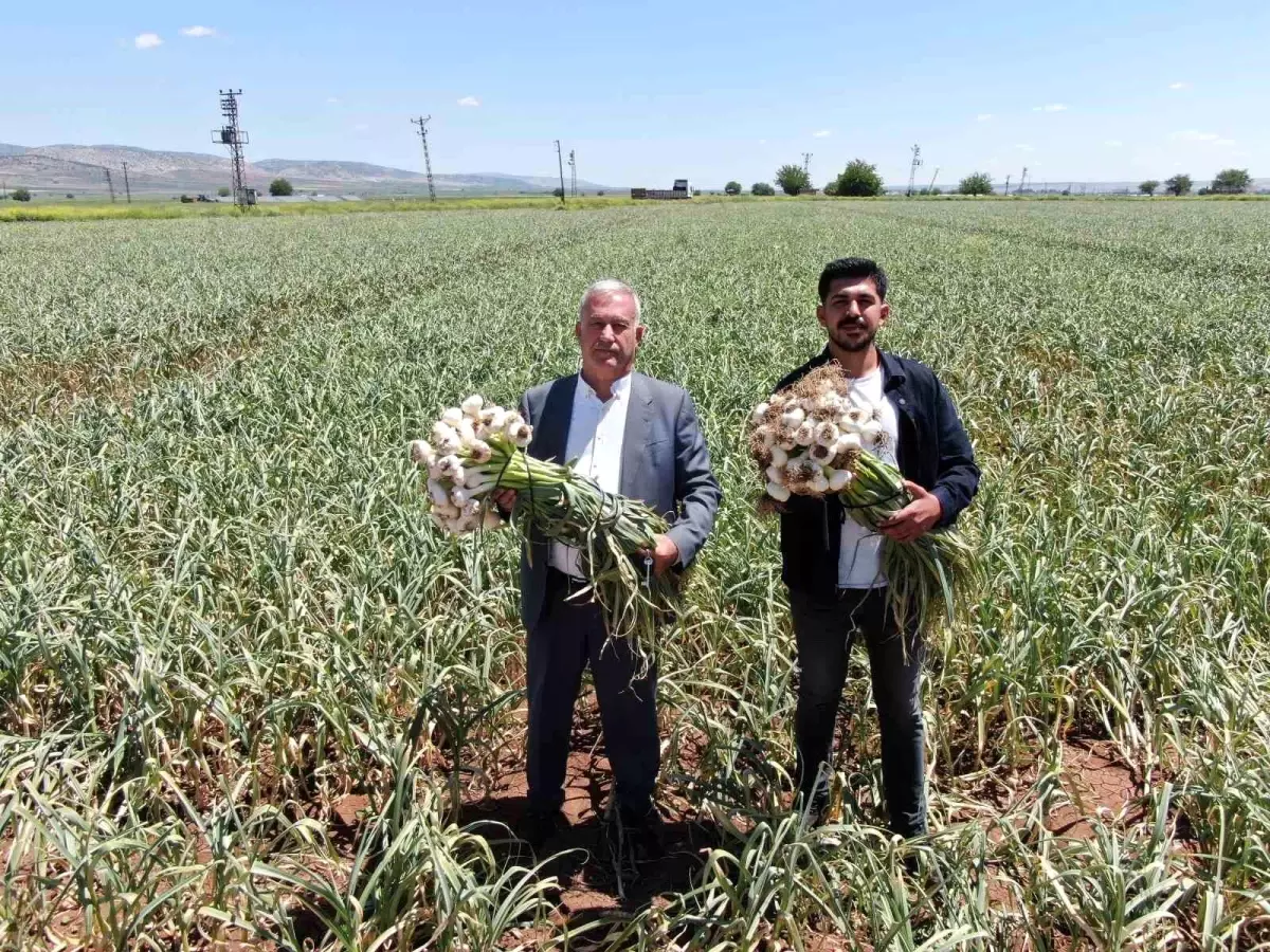 Gaziantep\'te Sarımsak Hasadı Başladı