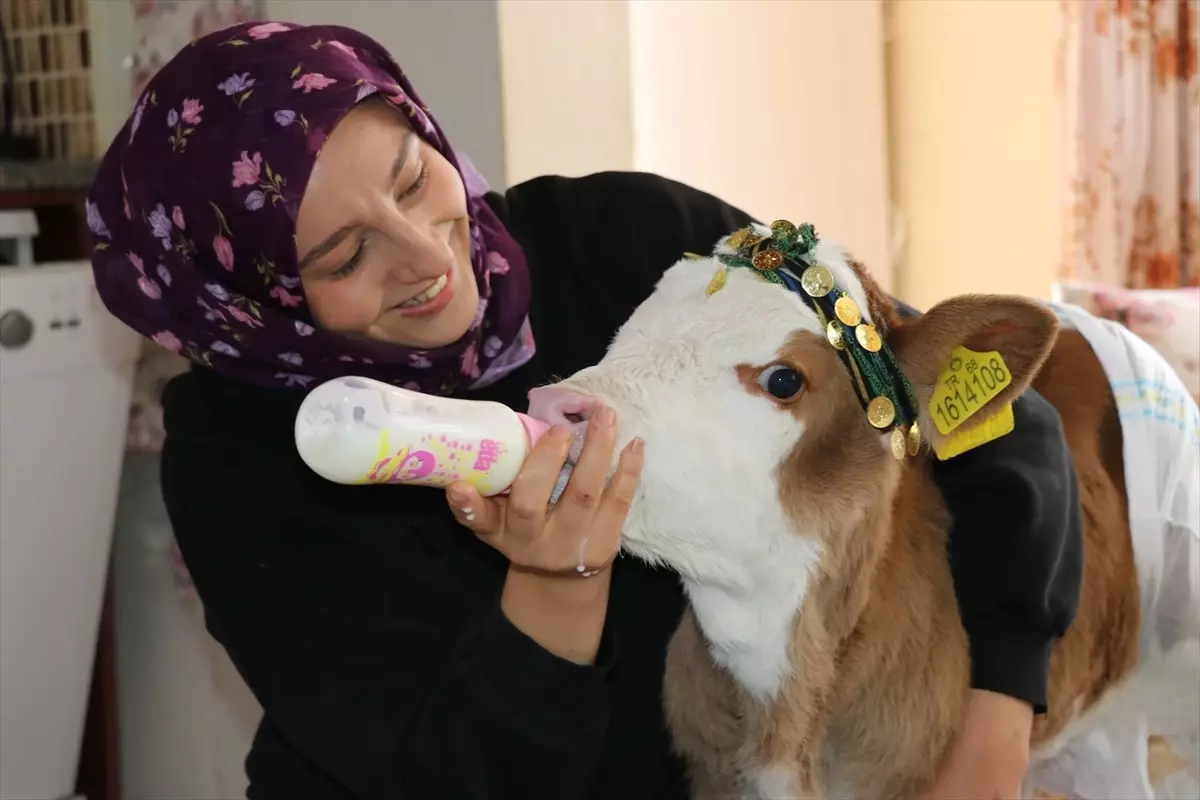 Amasya\'da Aile, Nisan İsimli Buzağıya Evde Bakıyor