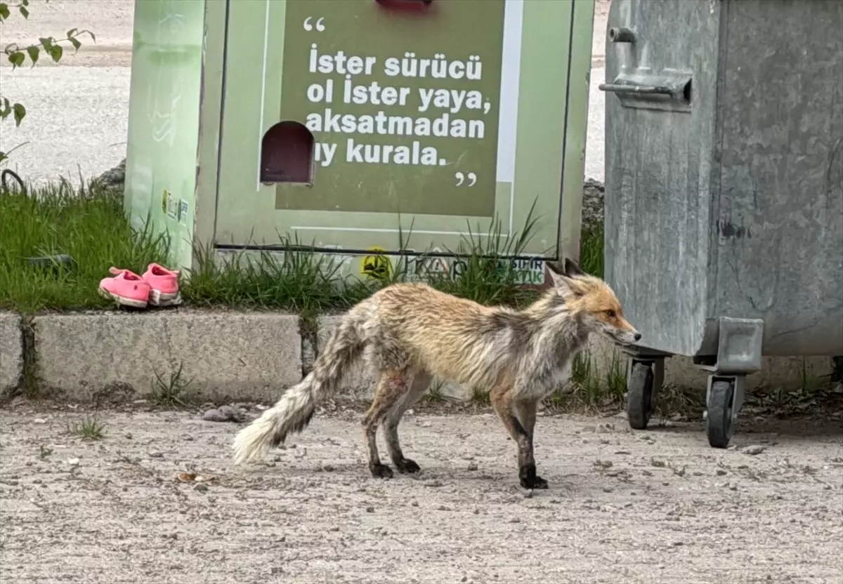 Bayburt\'ta Tilki Yiyecek Aradı