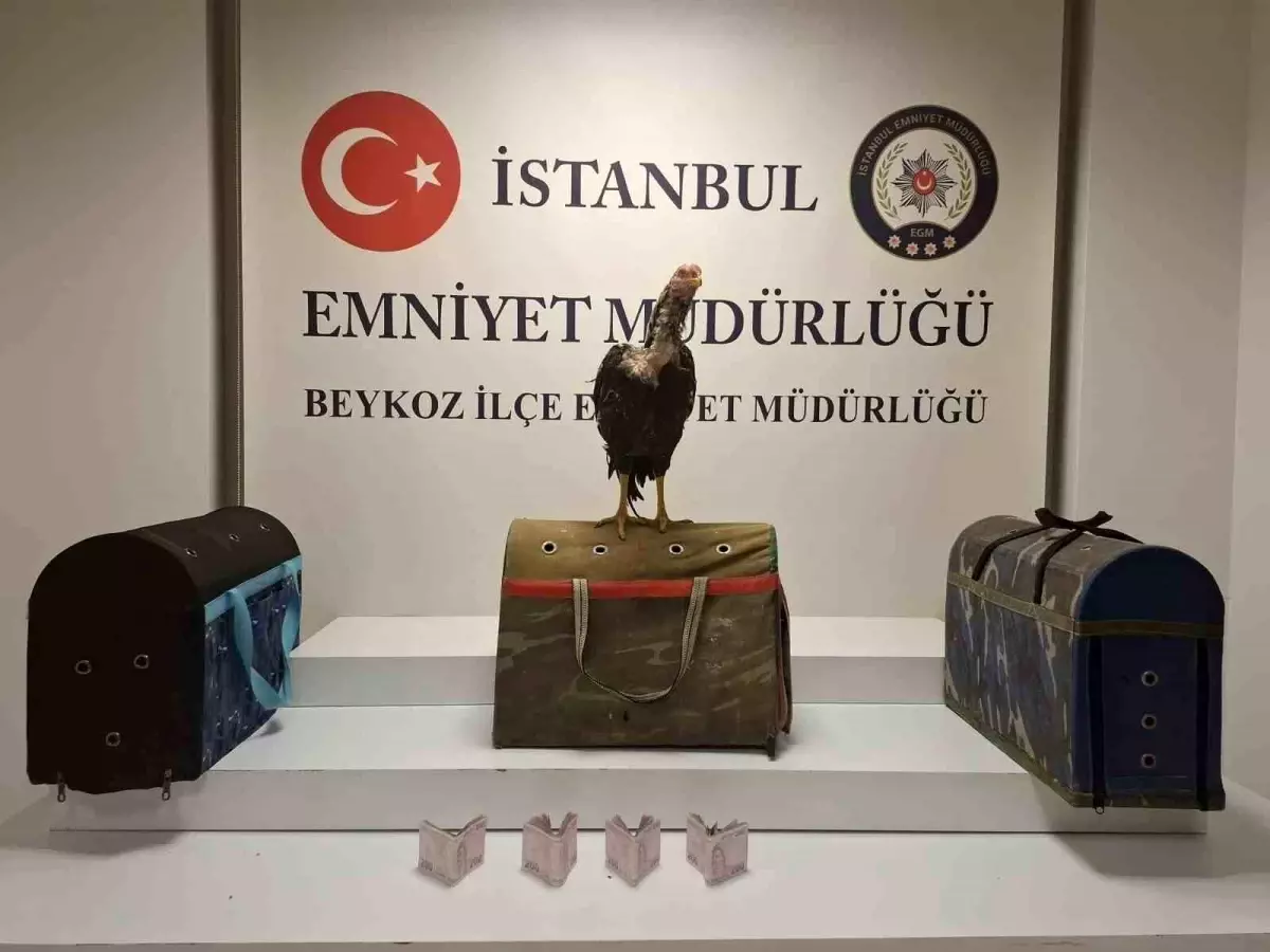 Beykoz\'da Horoz Dövüşü Baskını: 21 Kişiye Ceza