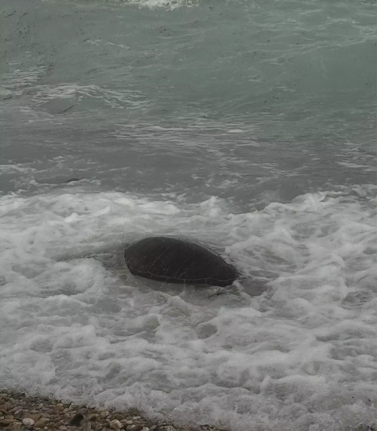 Datça\'da Ölü Caretta Caretta Bulundu