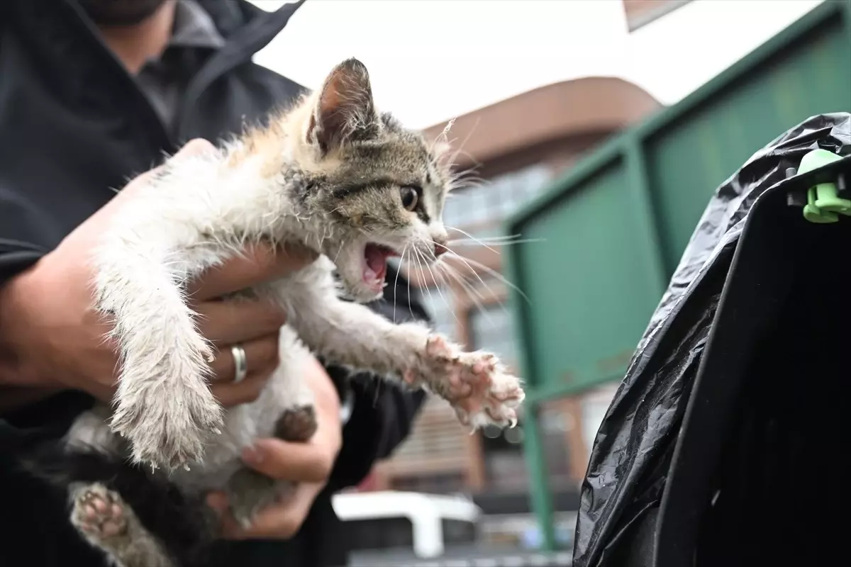 Kedi Yavrusuna Taksici Sahip Çıktı