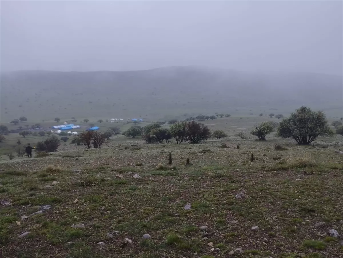 Tercan’da Kurt Saldırısı: 15 Kuzu Telef Oldu