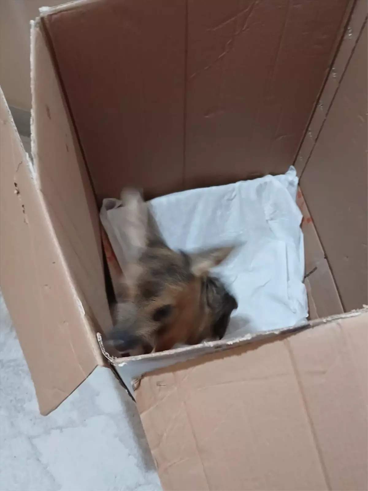 Yavru Karaca Koruma Altına Alındı