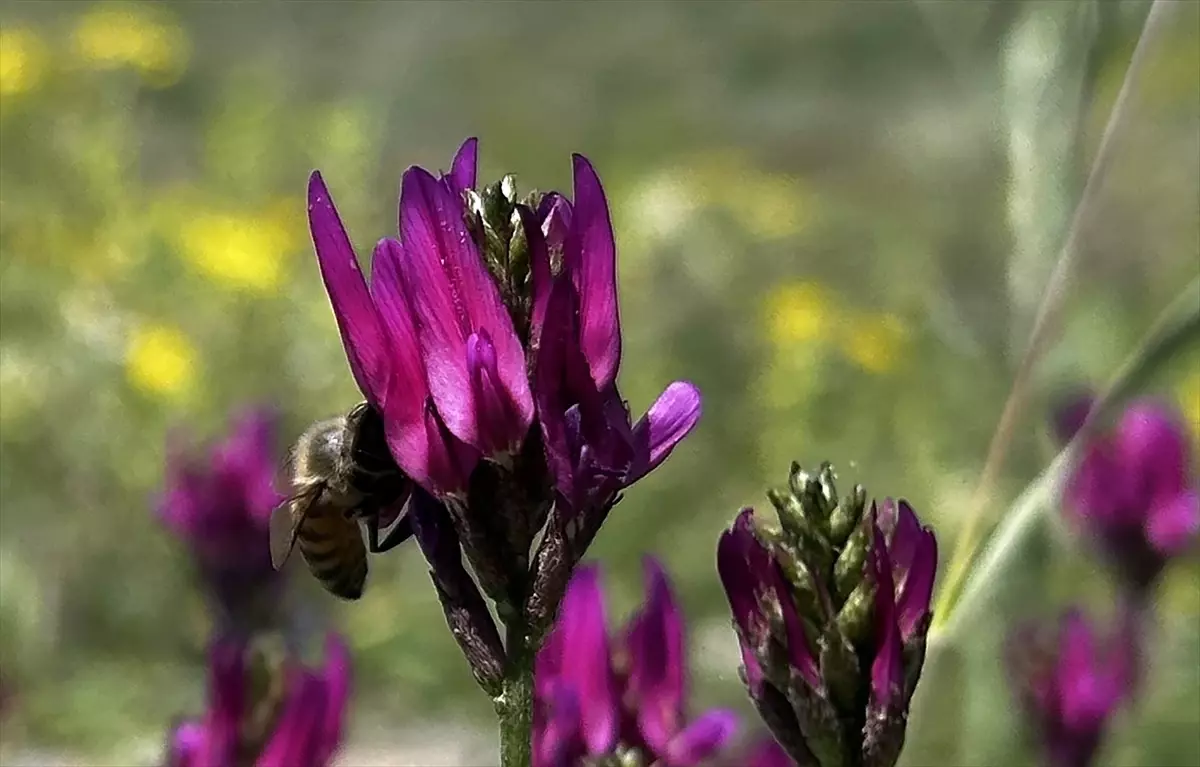 Iğdır Yaylaları Baharla Canlandı