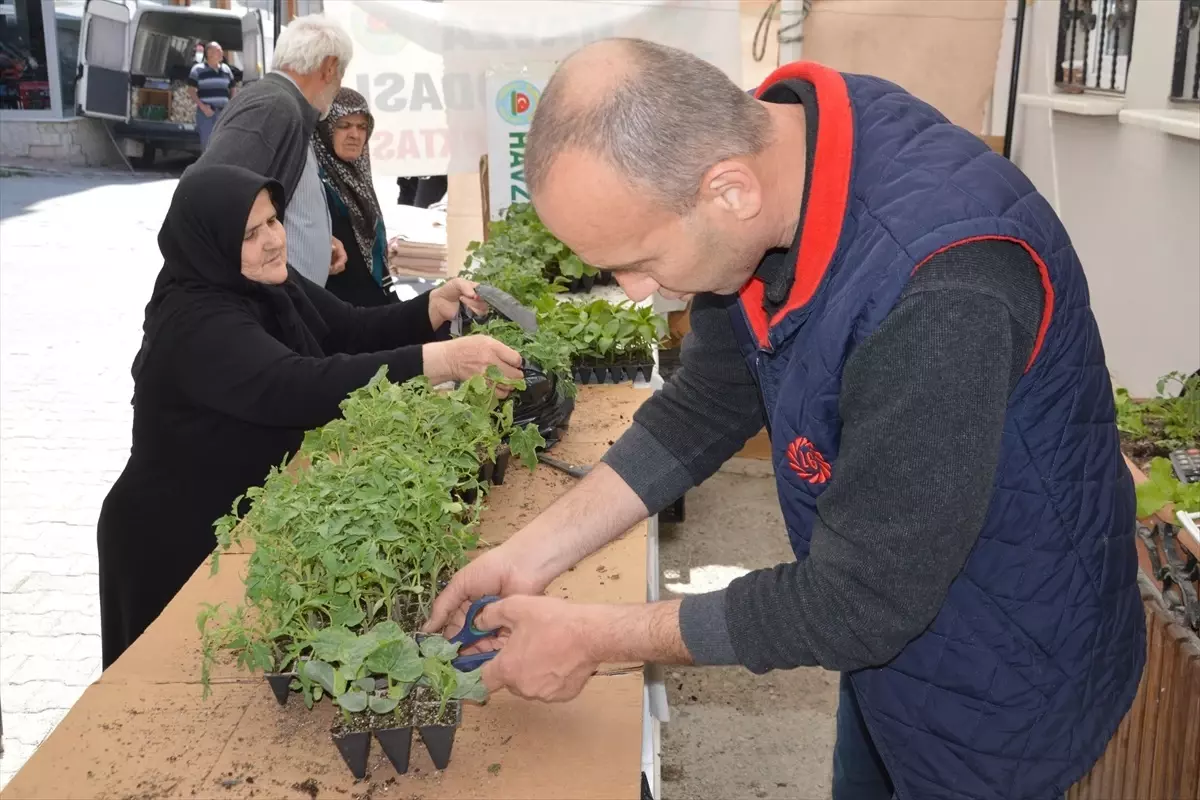 Havza\'da Sebze Fidesi Satışları Başladı