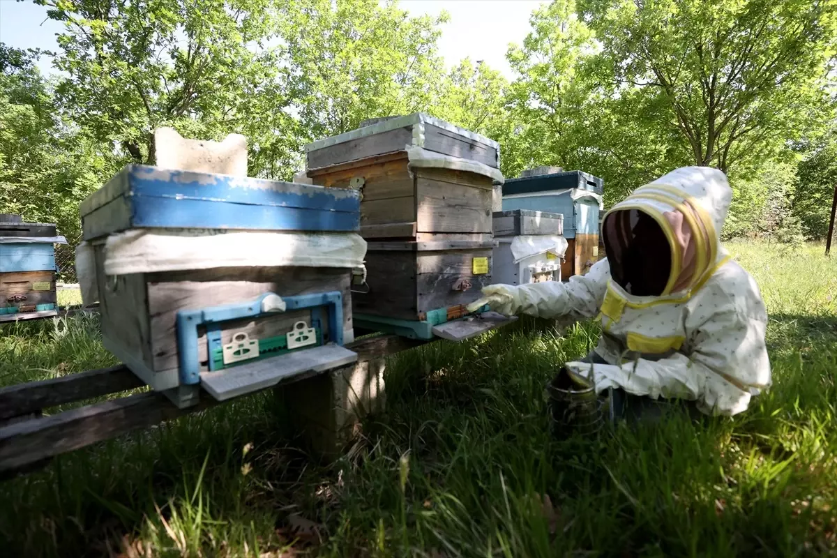 Köyde Arıcılık: Berrin Şako\'nun Huzurlu Yaşamı