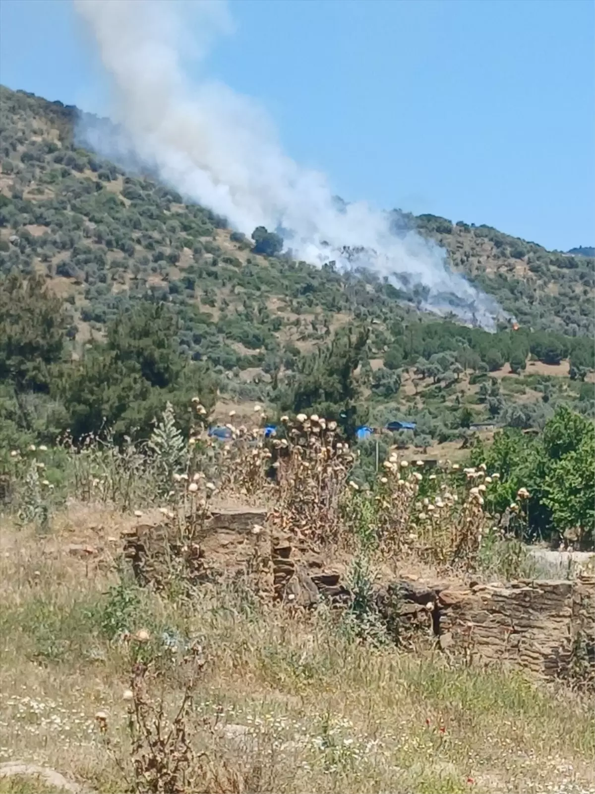 Bayındır\'da Zeytinlikte Yangın Kontrol Altına Alındı