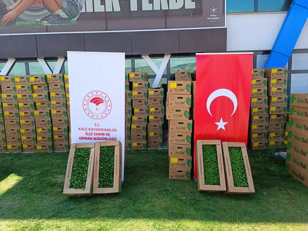 Kale\'de 46 Çiftçiye 101 Bin Fide Dağıtıldı