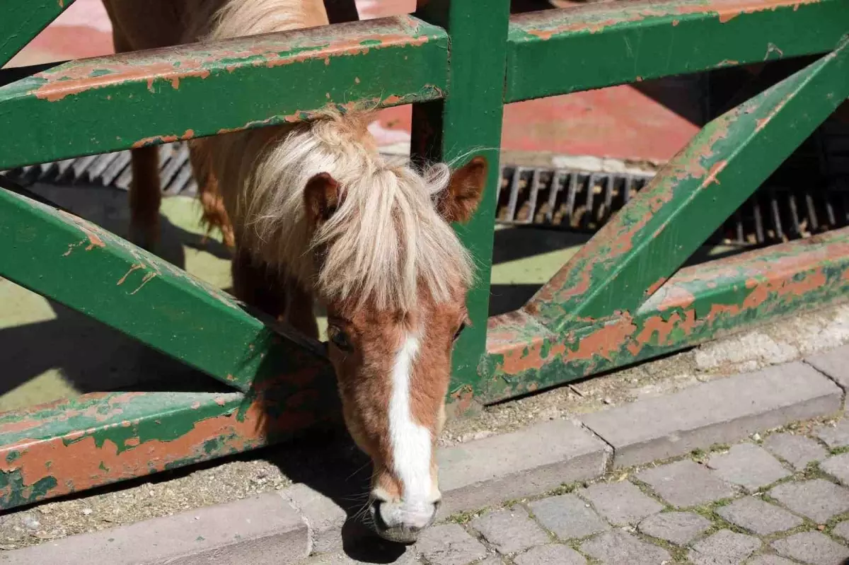 Keçiören\'de Çocuklar Evcil Hayvan Parkı\'nda Eğlenceli Anlar Yaşadı