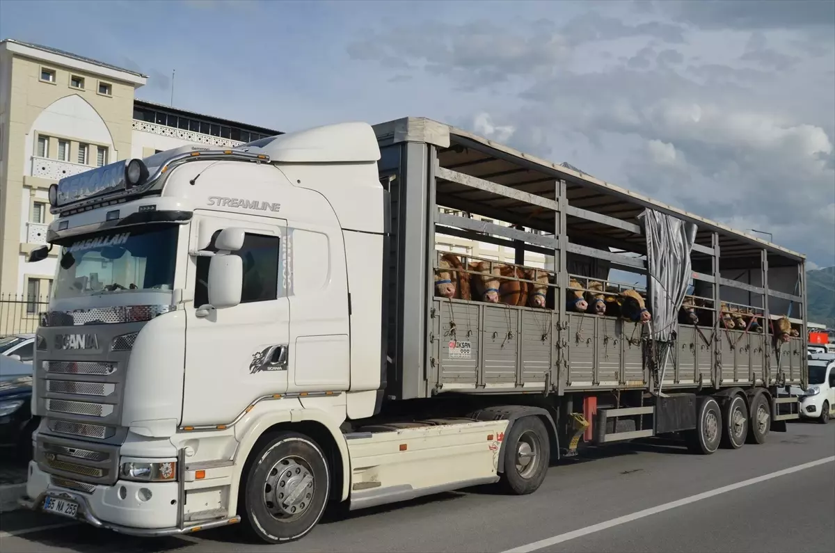 Muş\'tan Kurbanlık Hayvan Sevkiyatı Başladı