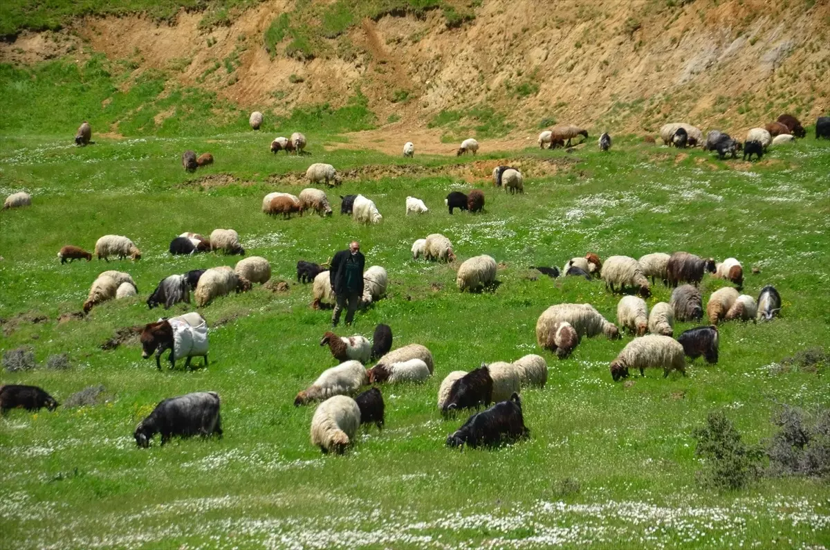 Göçerlerin Muş\'ta Süt Sağım Mesaisi Başladı