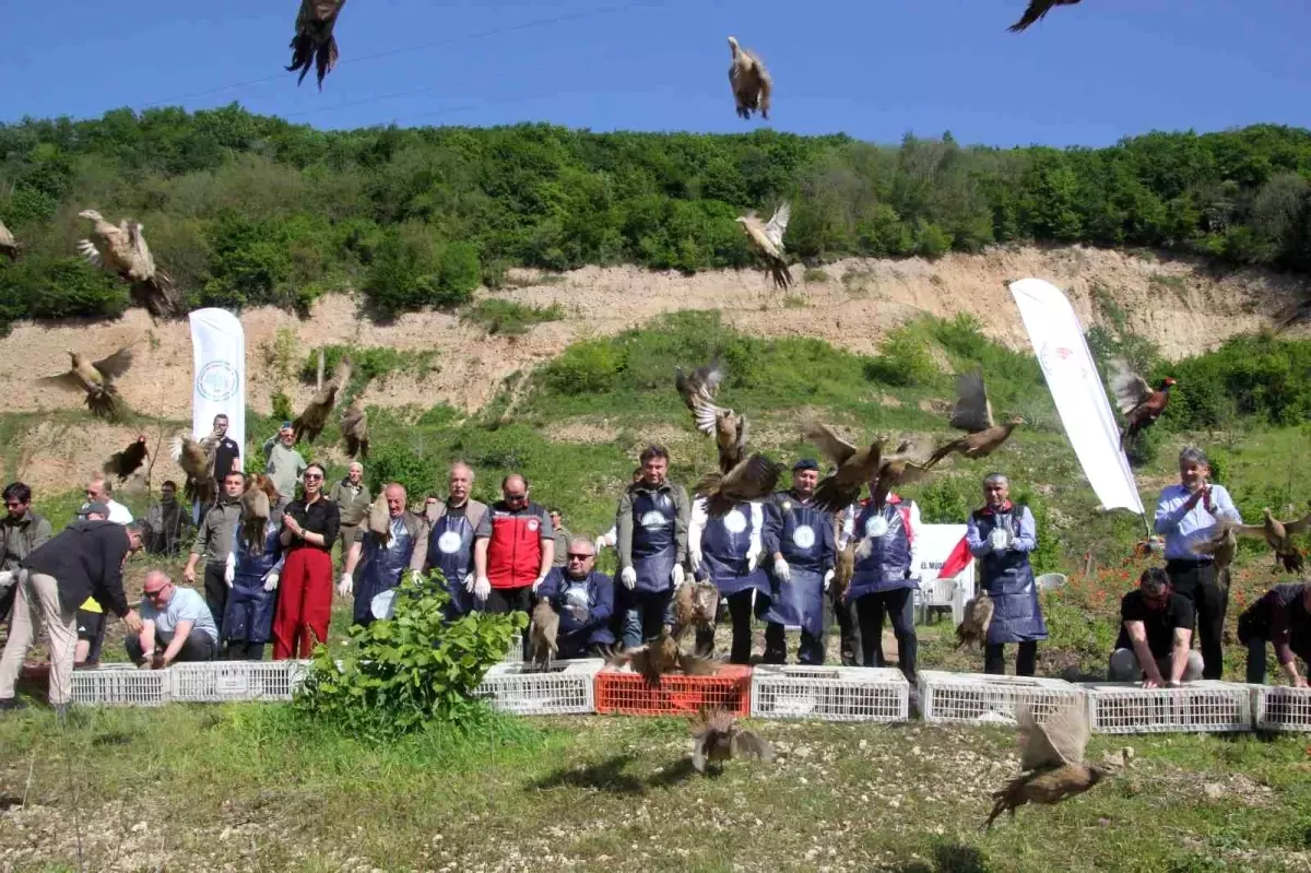 Sülünler Kahverengi Kokarcaya Karşı Doğaya Salındı