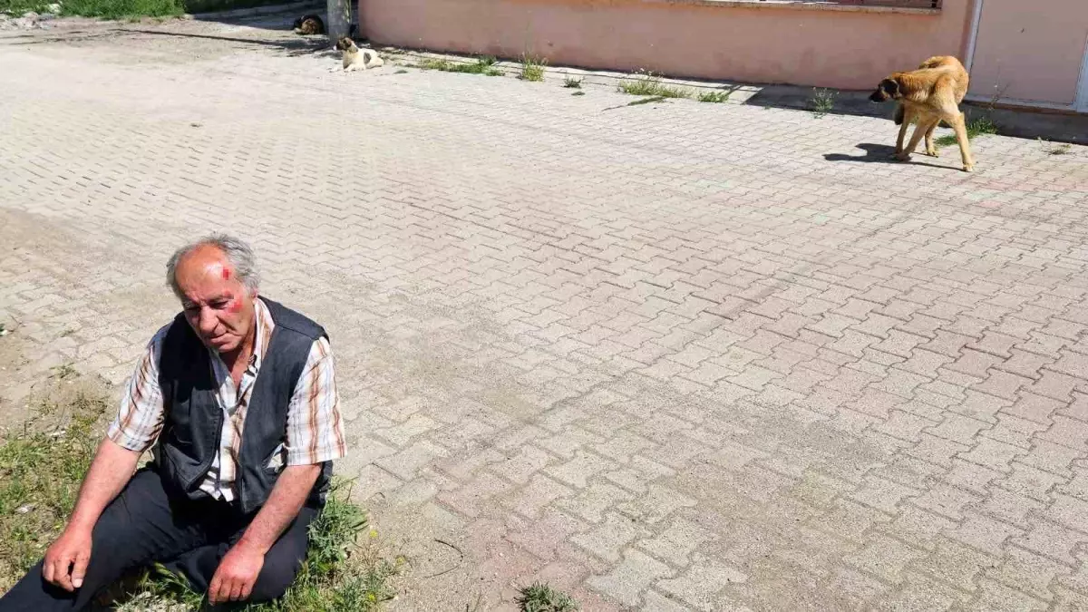 Salda Köyü\'nde Yaşlı Adam Sokak Köpeklerinin Saldırısına Uğradı