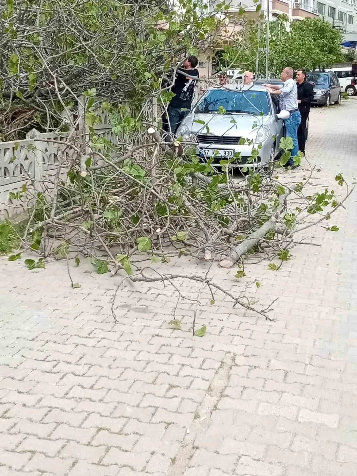 İncir Ağacı Aracın Üzerine Devrildi