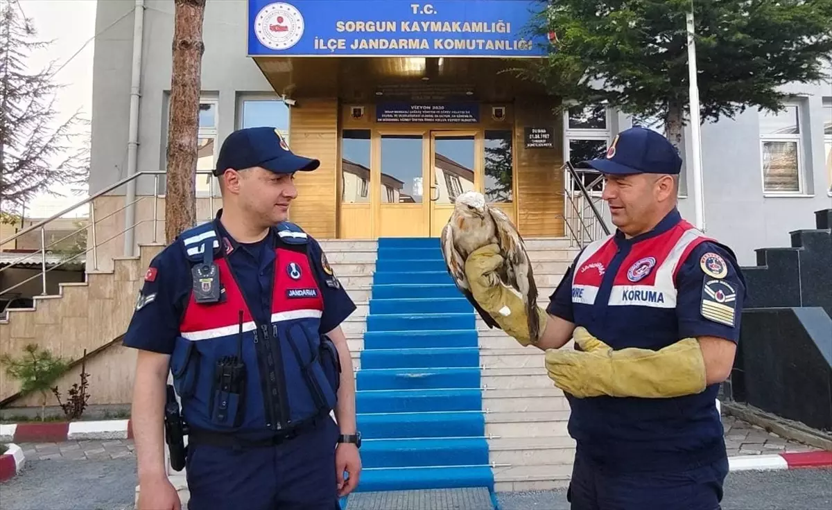 Yaralı Şahin Tedavi Altına Alındı