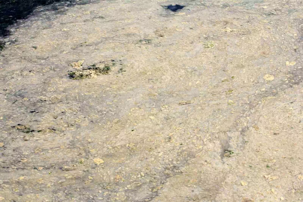 Gemlik\'te Müsilaj Tehlikesi