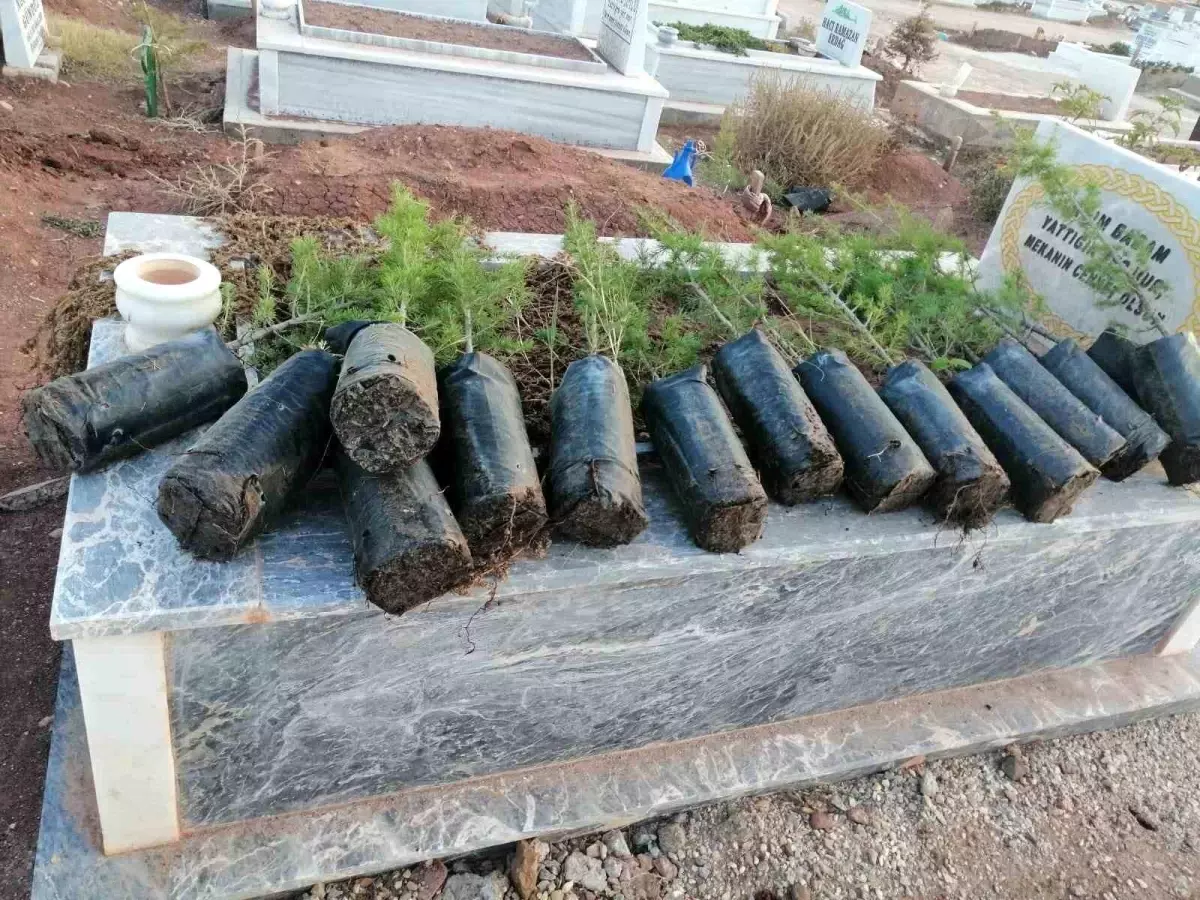 Anneler Günü\'nde Mezarlıklara Fidan Dikimi