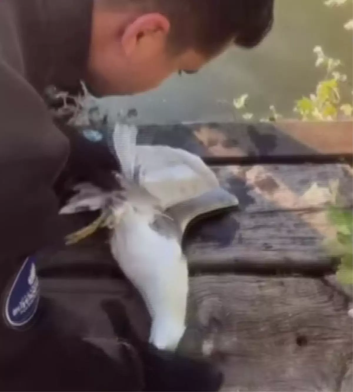 Mahsur Kalan Martı Kurtarıldı