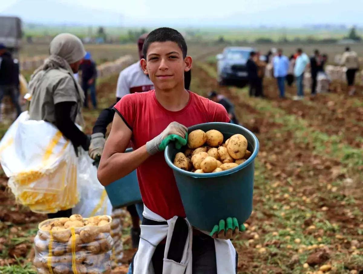 Adana\'da Erkenci Patates Hasadı Başladı