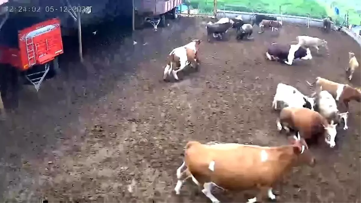 Amasya\'da Deprem Anı: İnekler Panikledi