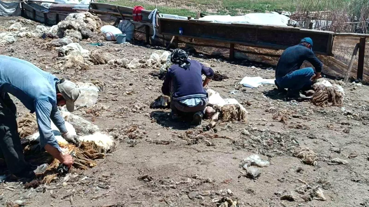 Kozluk\'ta Göçerler Zorlu Şartlarda Peynir Üretiyor