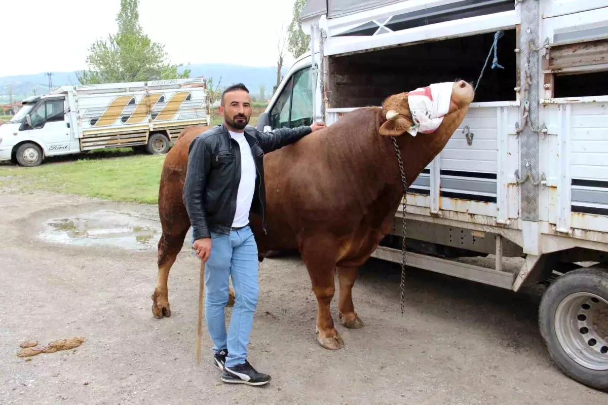 Çorum\'da \'Paşa\' 380 Bin TL\'ye Satılık