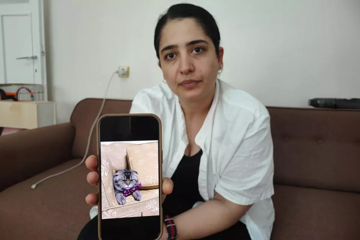 Kayıp kedisi için 15 bin lira ödül koydu: Bulamazsam eşim beni boşayacak