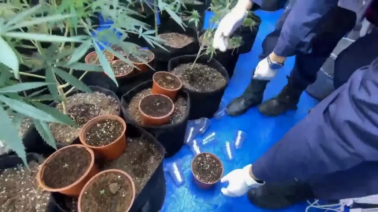 Samsun\'da Kenevir Yetiştiren Şahıs Gözaltına Alındı