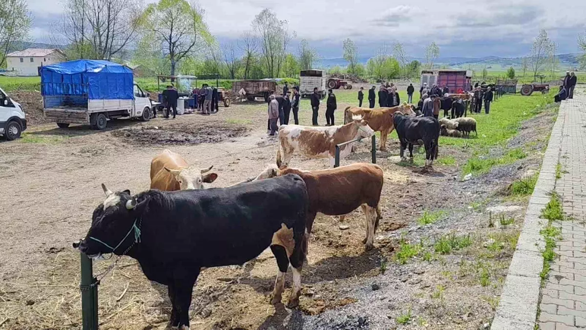 Eflani\'de Kurbanlık Pazarı Kuruldu