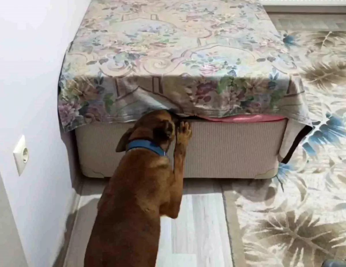 Uyuşturucu Baskınında 1.5 Kilo Madde Ele Geçirildi