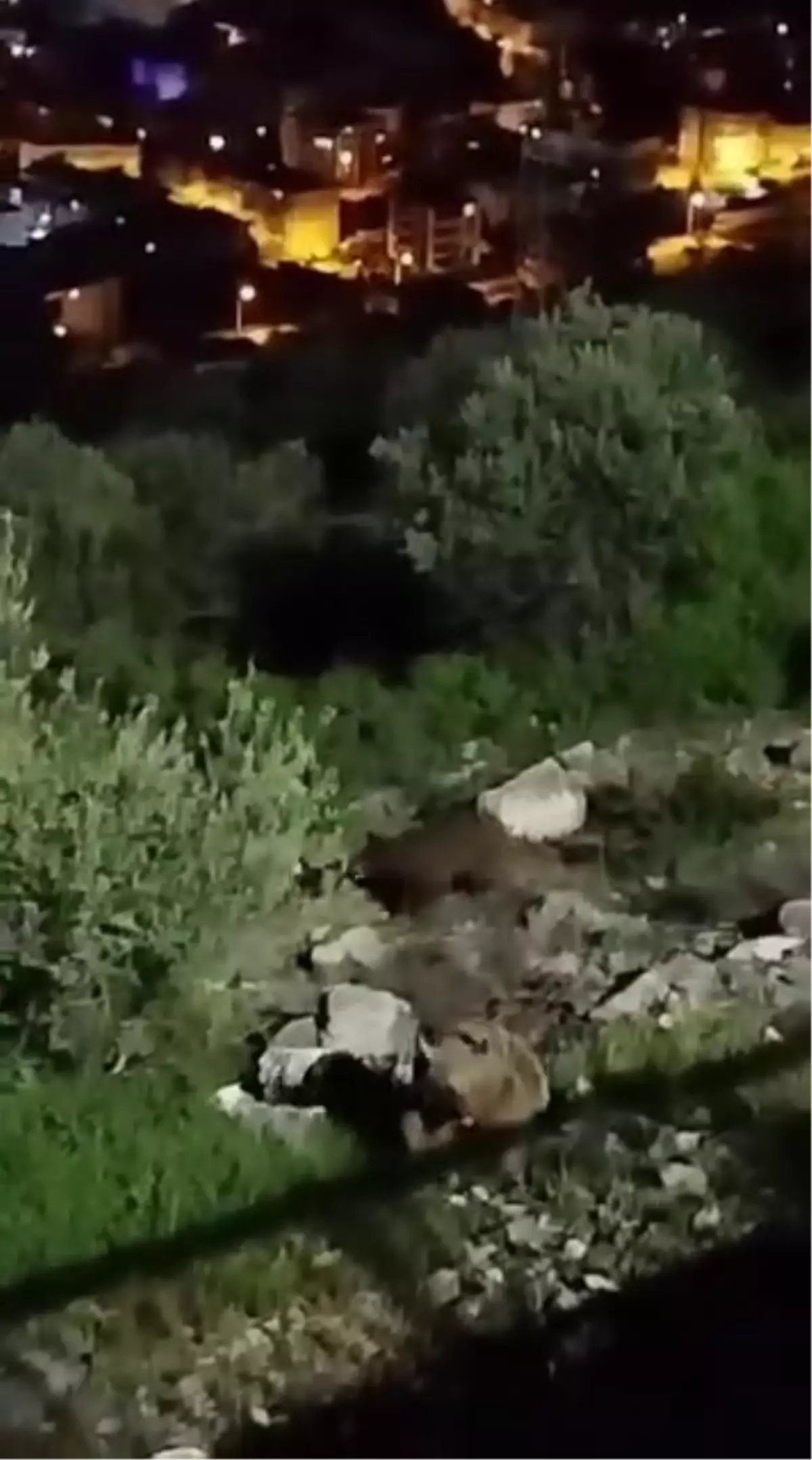 Sakarya\'da 4 Bozayı Görüntülendi