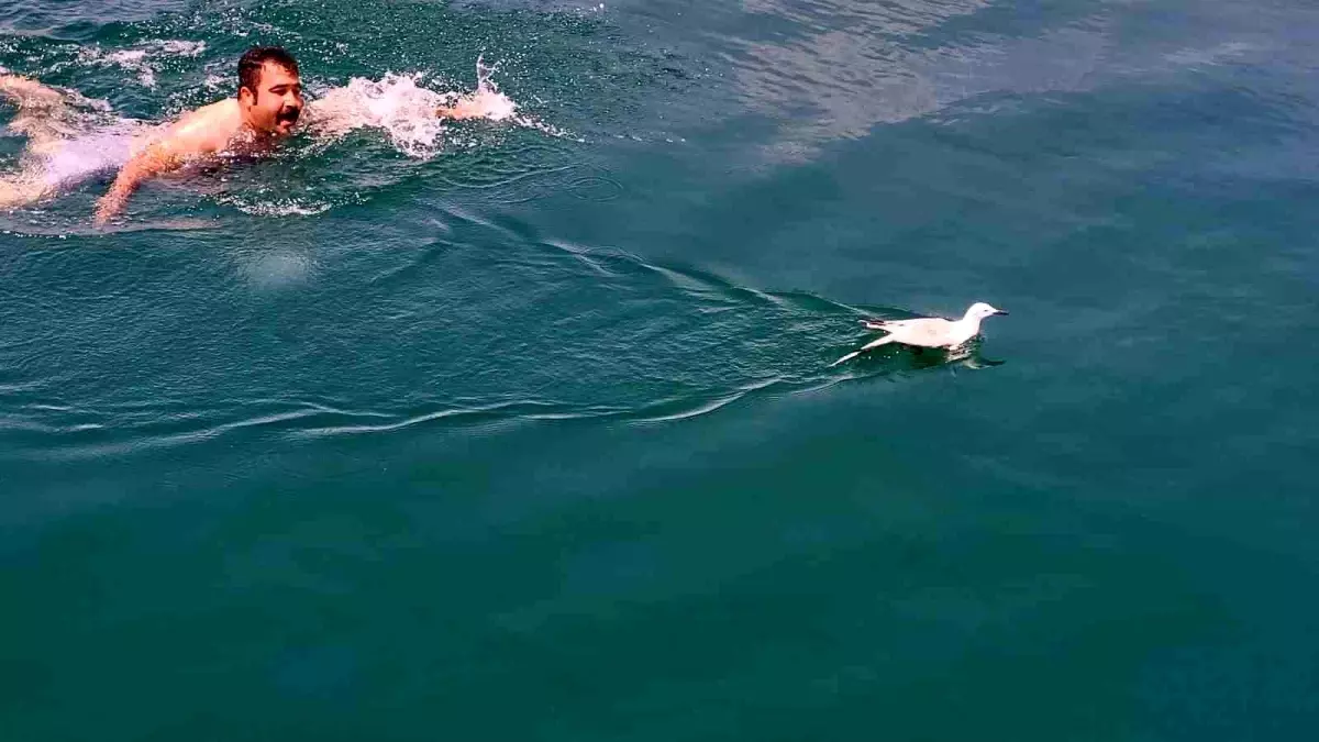 Adıyaman\'da Yaralı Martı Kurtarıldı