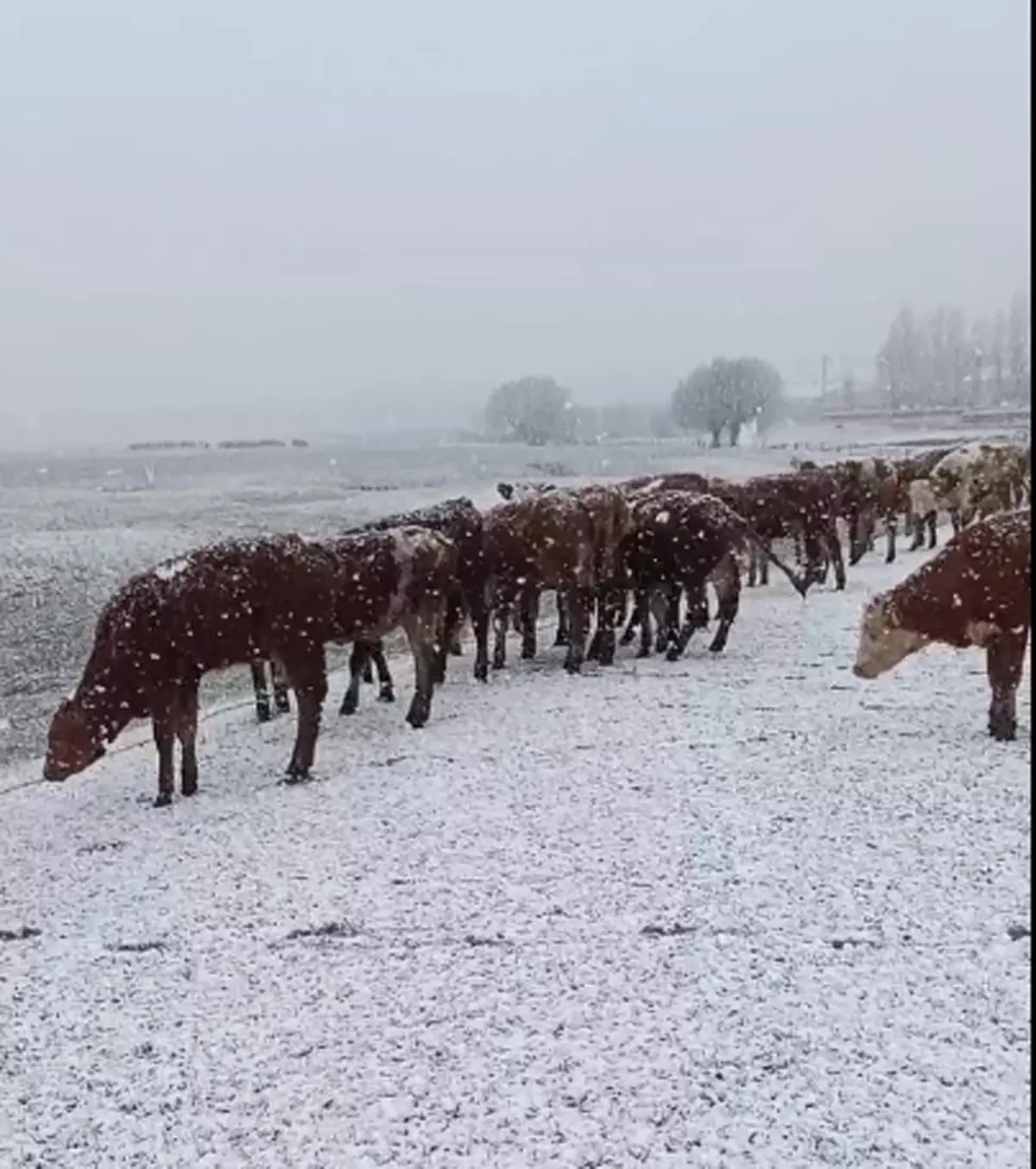 Kar Yağışında Sürü Ağaçlandı