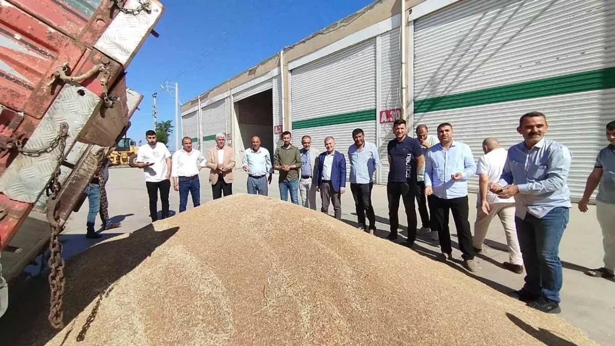 Mardin\'de İlk Buğday Hasadı Yapıldı