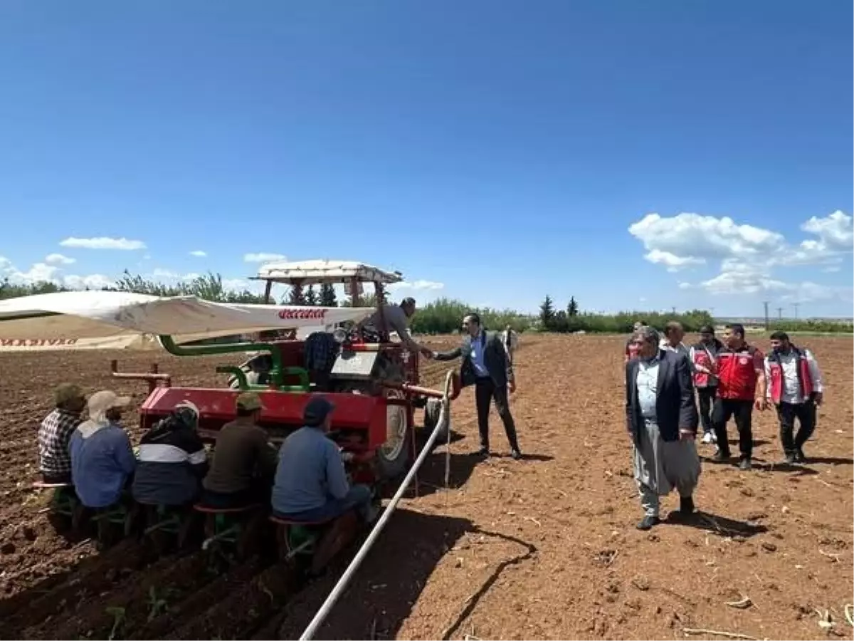 Samsat\'ta Ege Tipi Tütün Ekimi Başladı