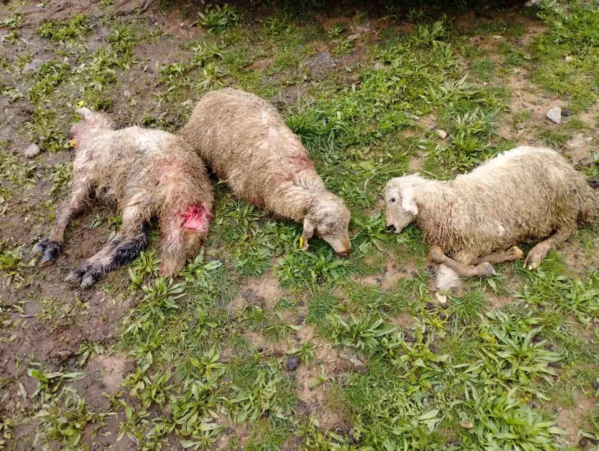 Kurtlar 15 Kuzuyu Telef Etti